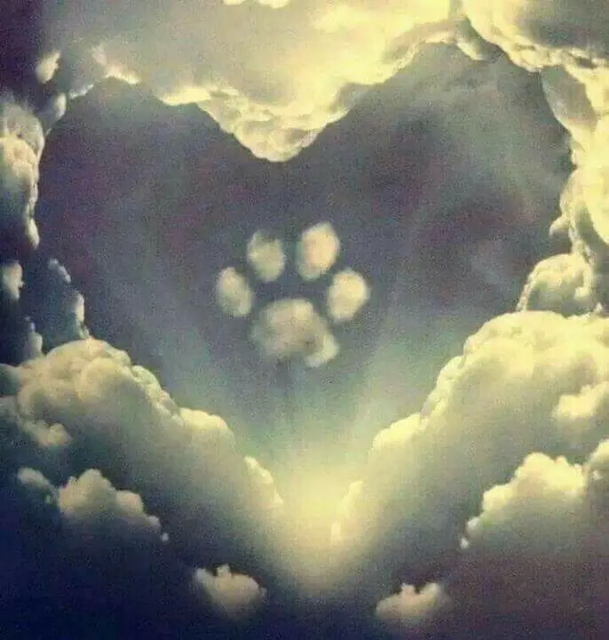 Image from Enzo