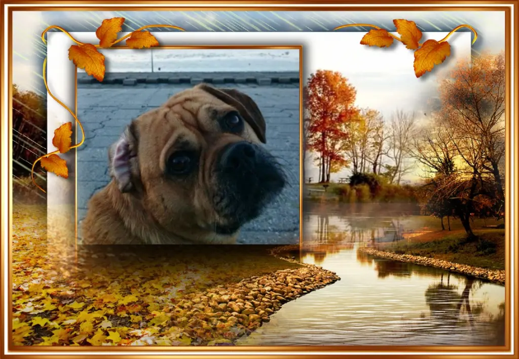 Condolence image of Klaudia mit Misiu❤❤❤