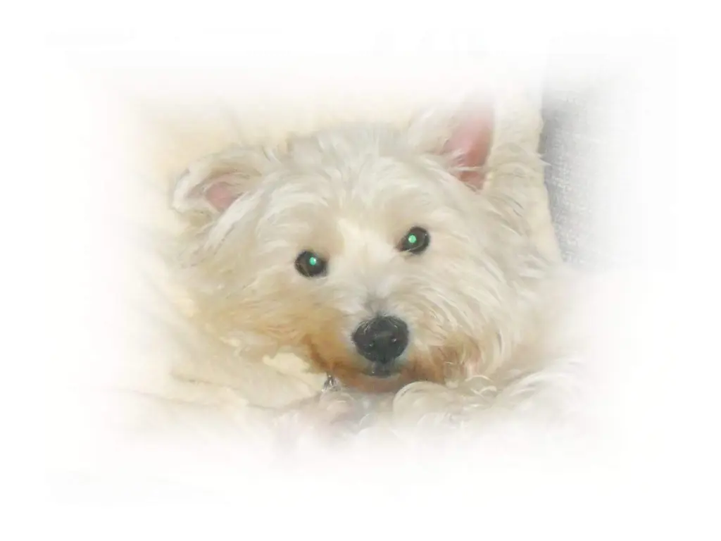 Image from Buffy