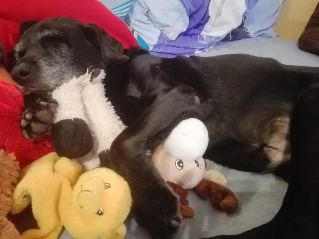 Condolence image of Marion mit Kira und Chicca für immer und ewig im Herzen♥