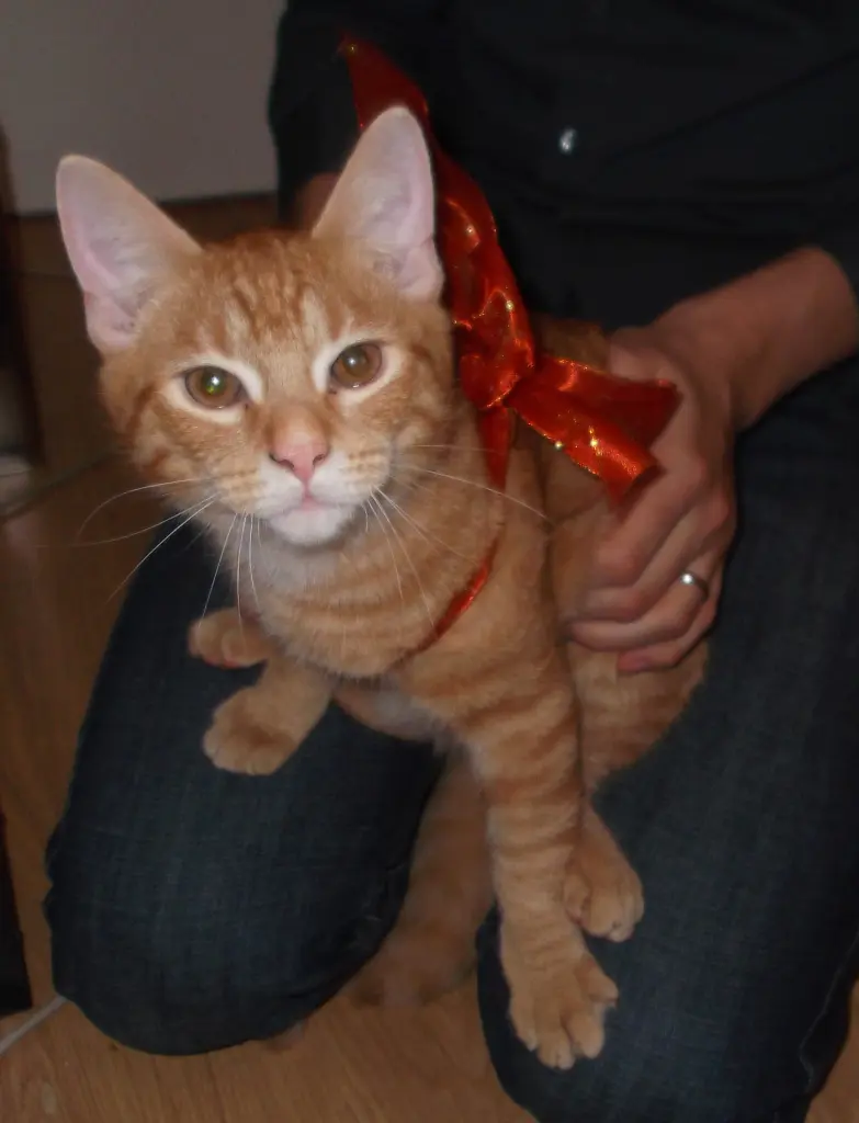 Image from Loki