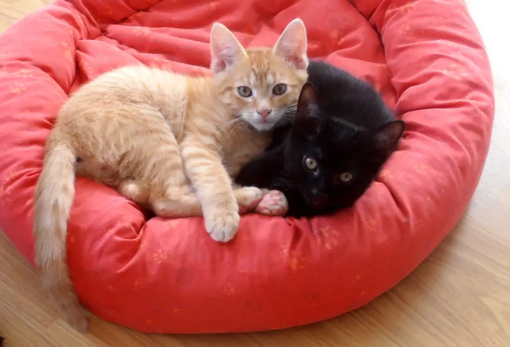 Image from Loki