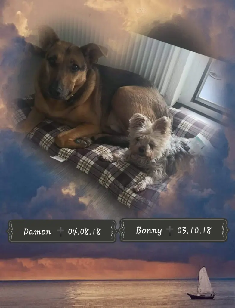 Image from Bonny