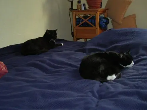 Image from Mumse & Felix