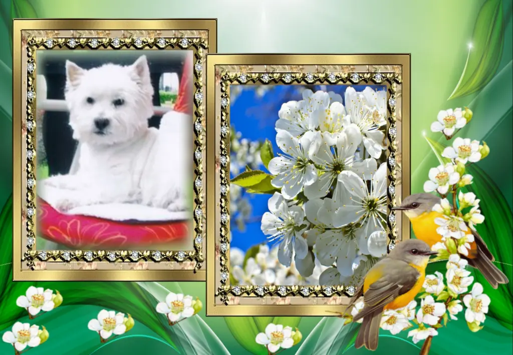 Condolence image of Klaudia mit Misiu❤❤❤