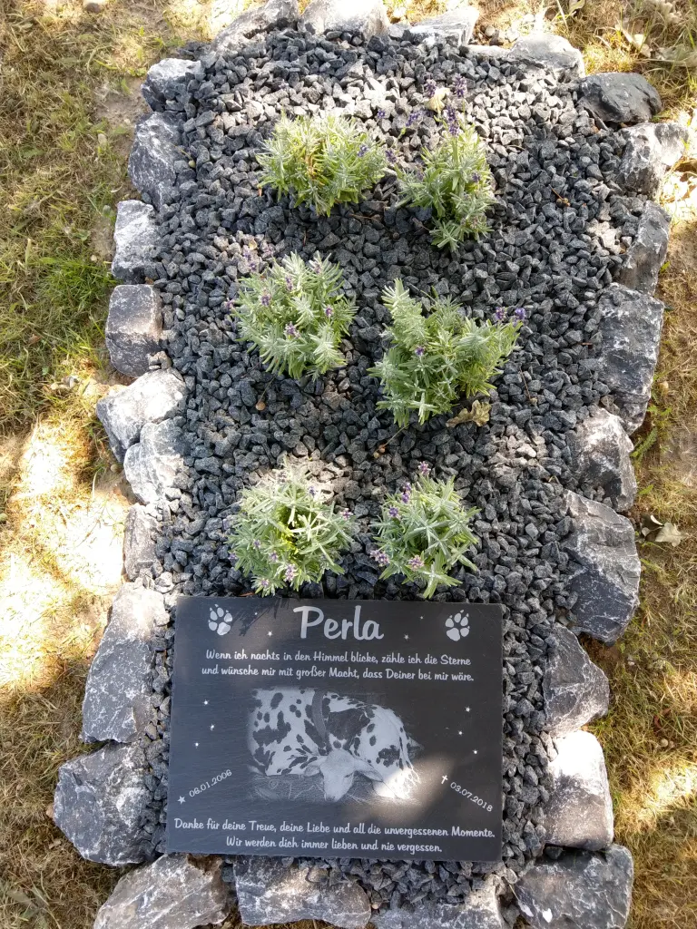 Image from Perla