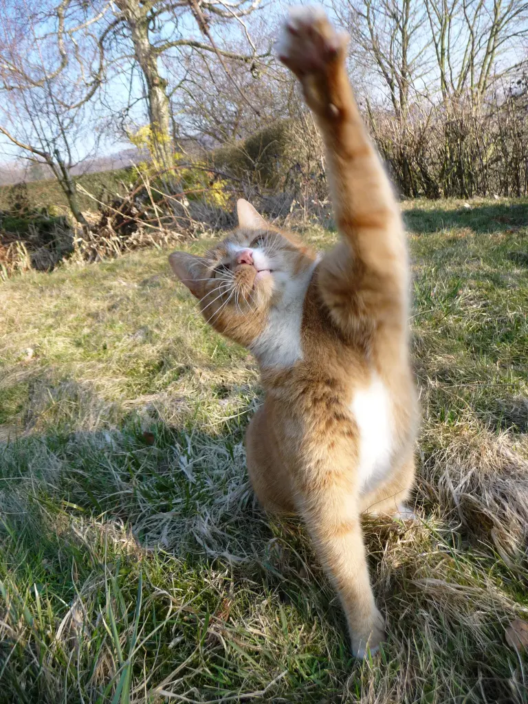 Image from Gizmo