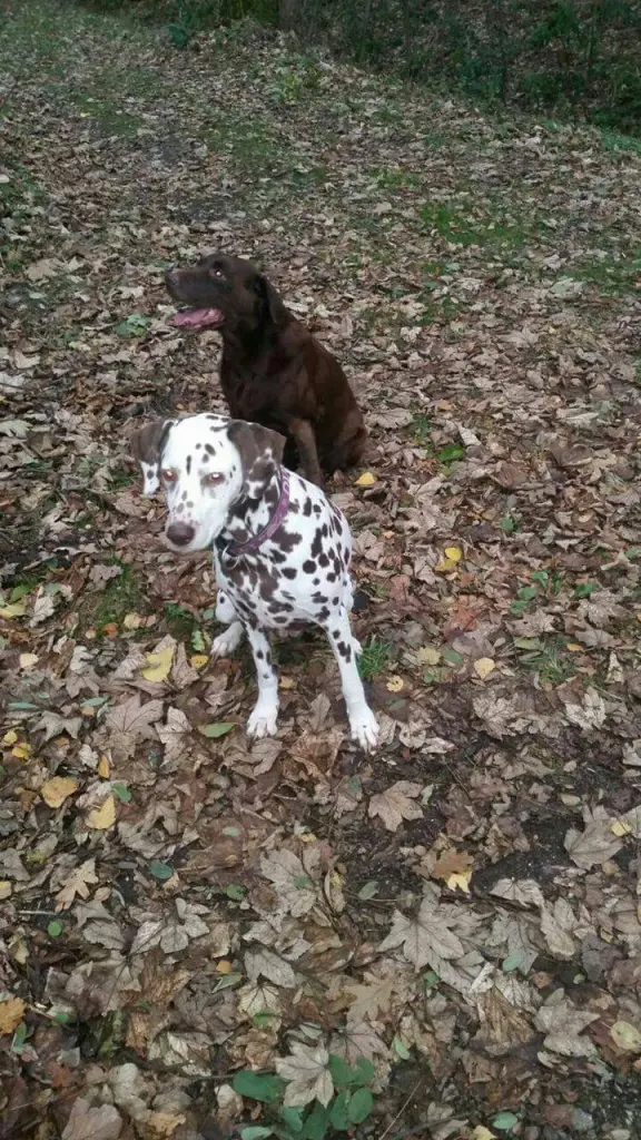 Condolence image of Sandra mit Perla im Herzen