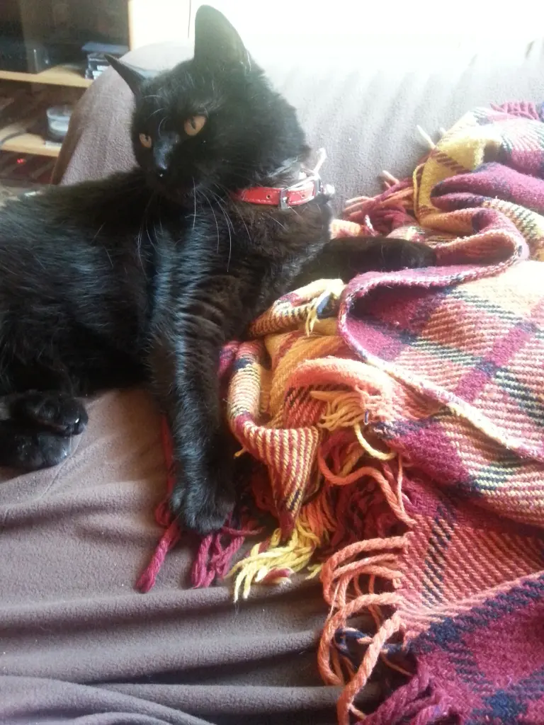 Image from Minka
