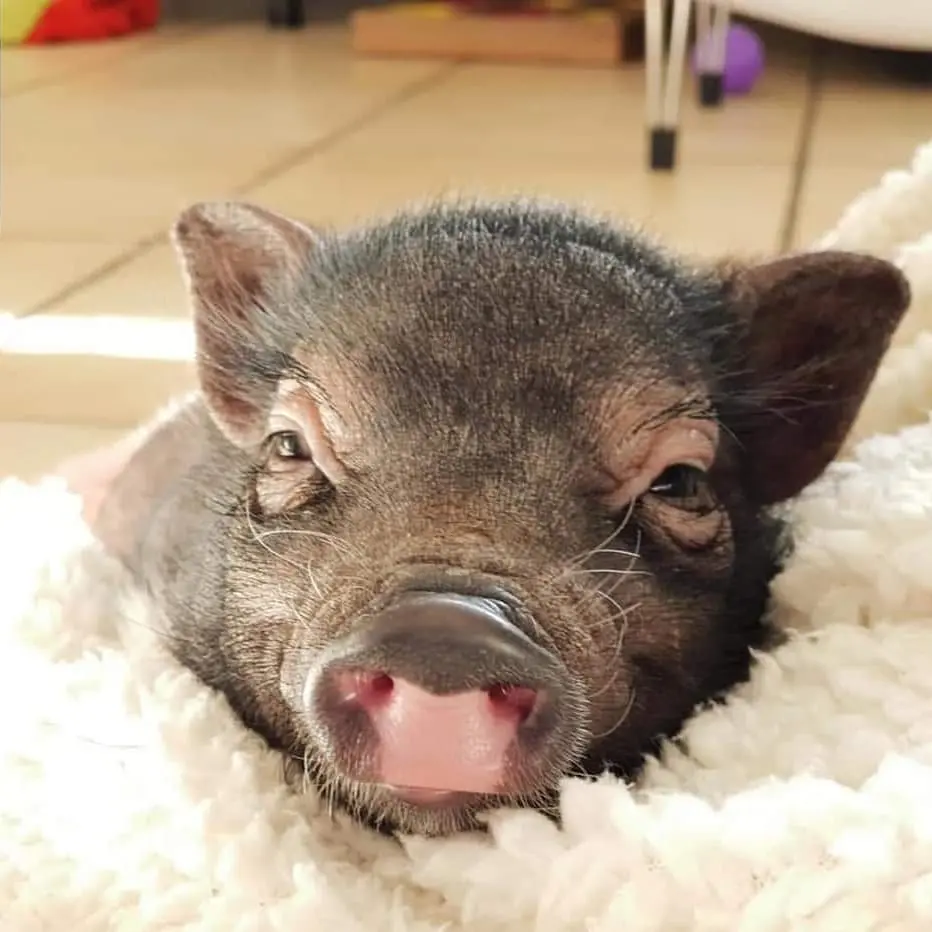 Andachtsbild von Susi mit Sam im Herzen