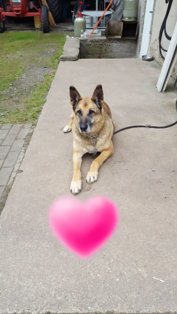 Andachtsbild von Claudia mit Tara im Herzen 