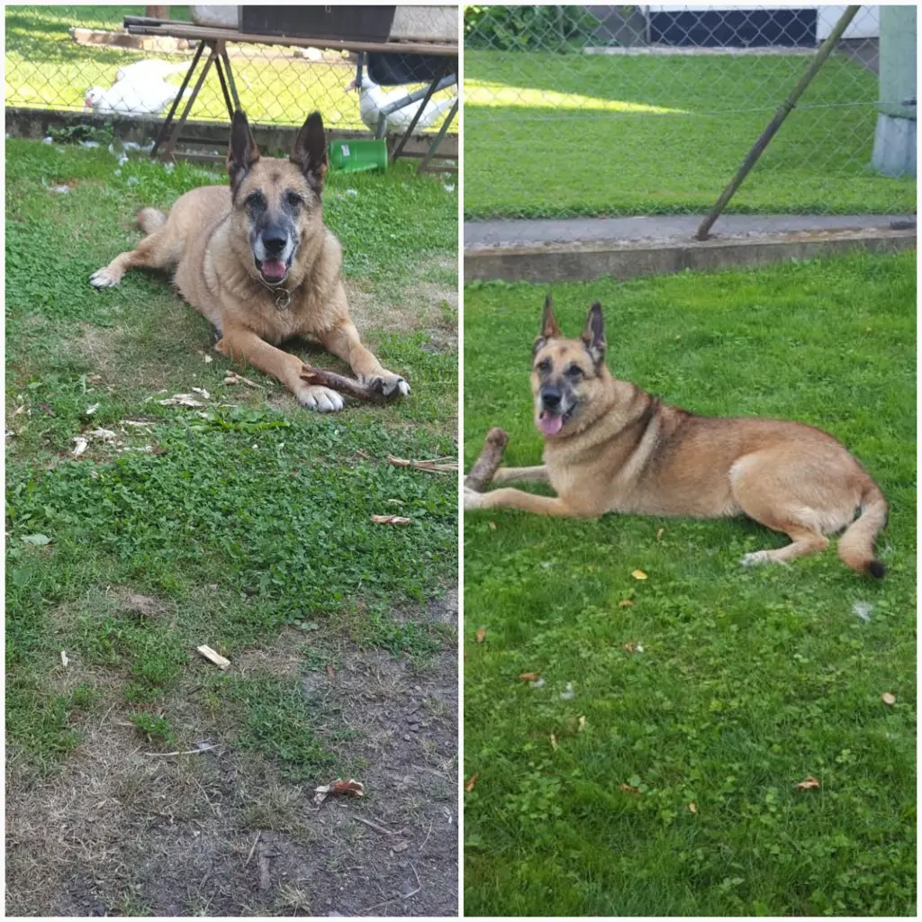 Condolence image of Claudia mit Tara im Herzen