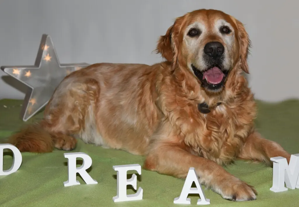 Condolence image of Micha mit Cäsar im Herzen