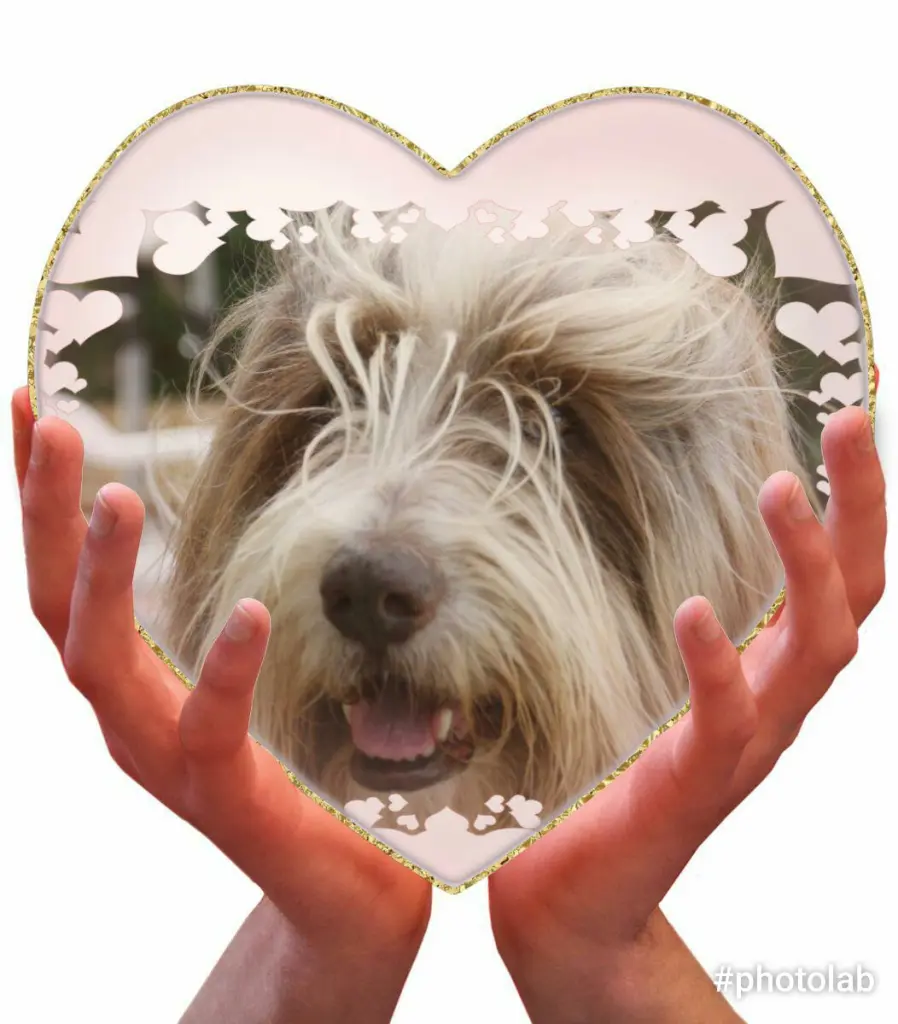 Andachtsbild von Bea mit Eldur im❤ (03.08.2018)