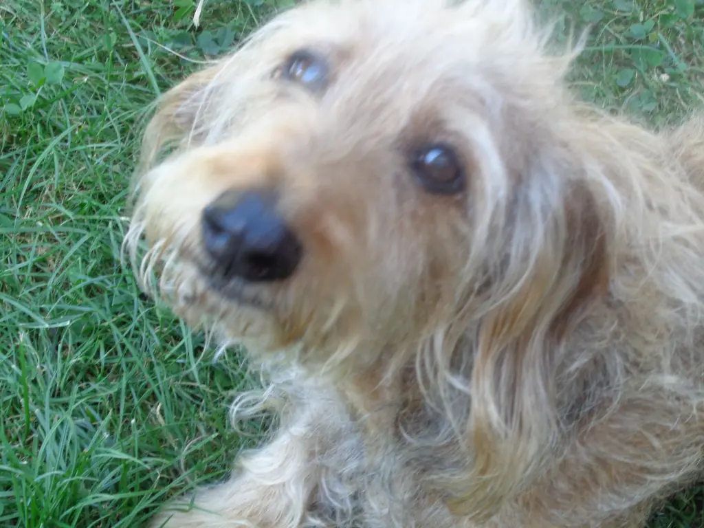 Andachtsbild von Andrea