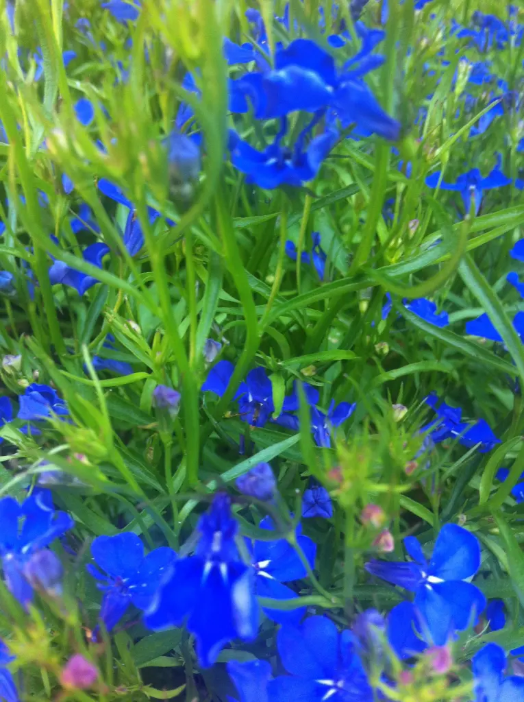 Andachtsbild von Eine Sonntagsrose für Cora