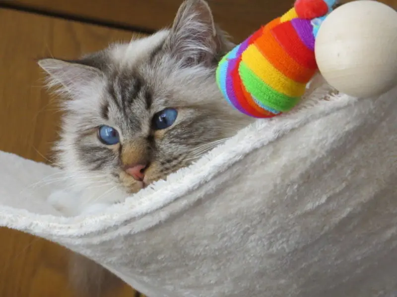 Andachtsbild von Uschi mit Seelenfreunden Shiva. Jojo und Merlin