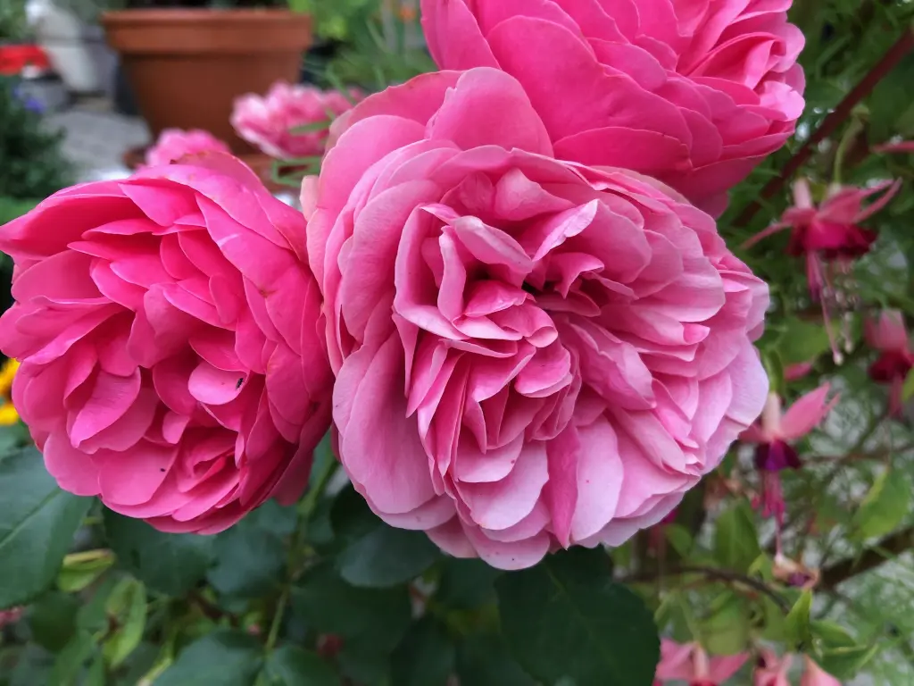 Andachtsbild von Eine Geschichte