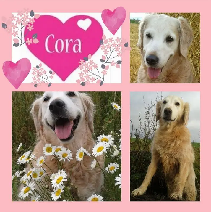 Andachtsbild von Zum 1. Sternchengedenktag für Cora 