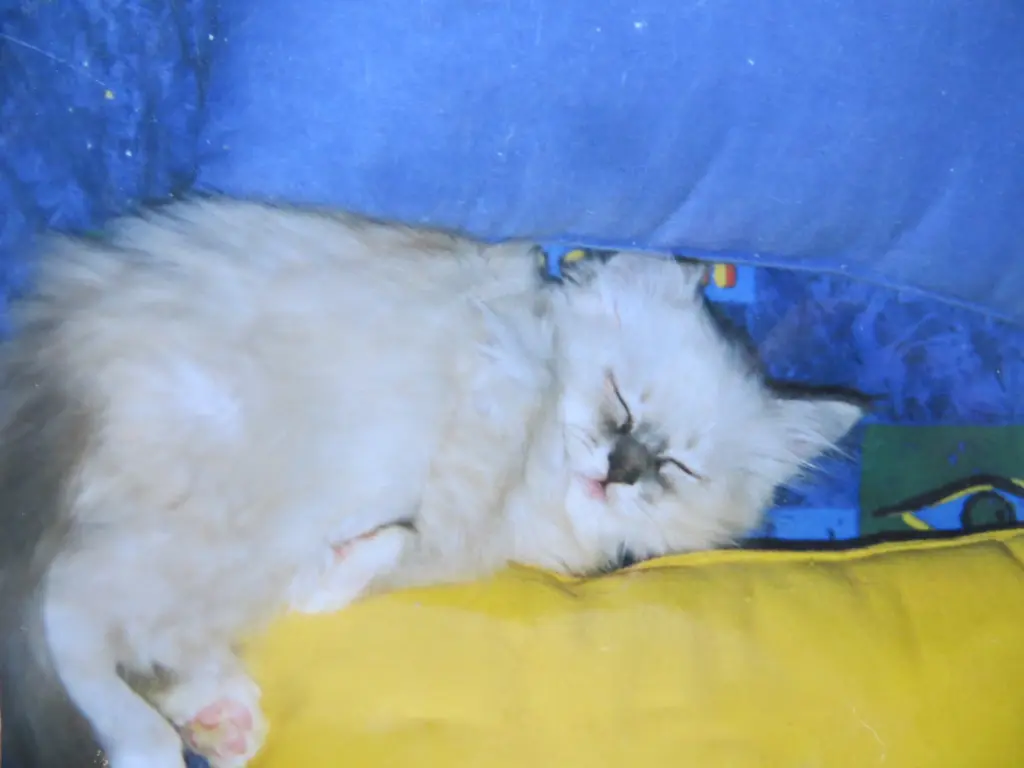 Andachtsbild von Merlin, Regenbogenland