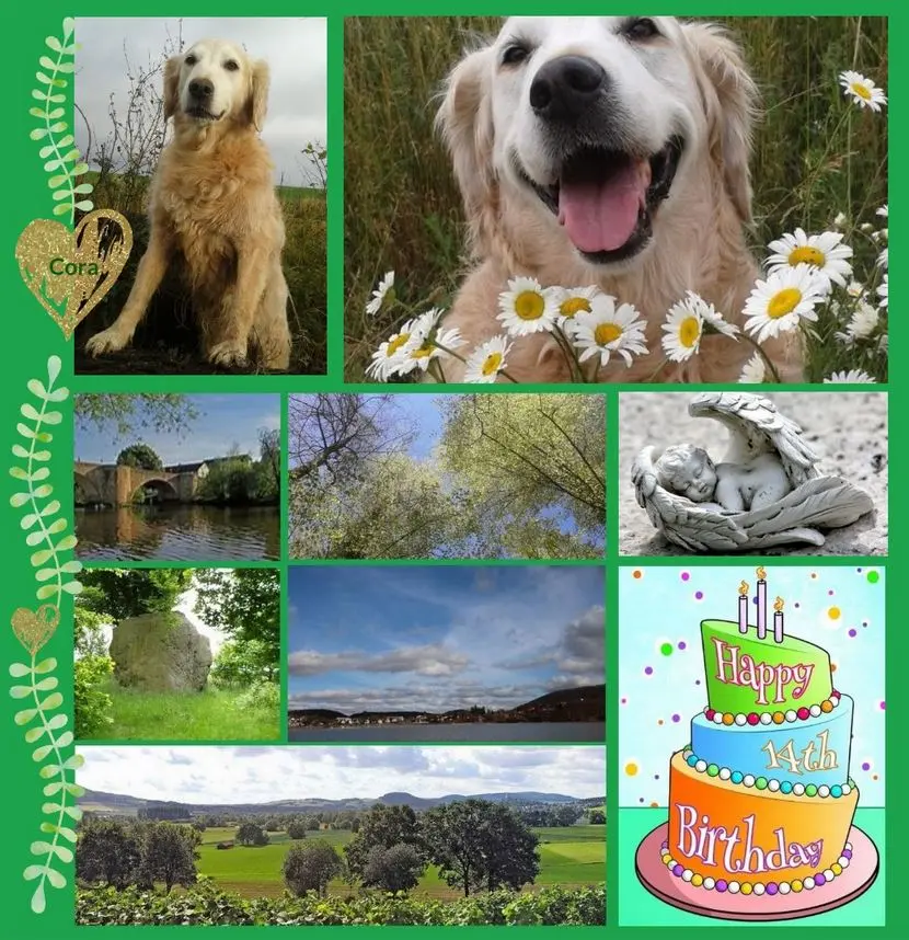 Andachtsbild von Geburtstagsrosen für Cora