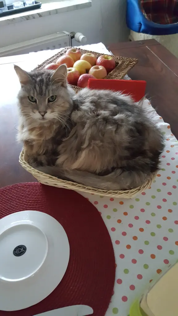 Andachtsbild von Barbara 