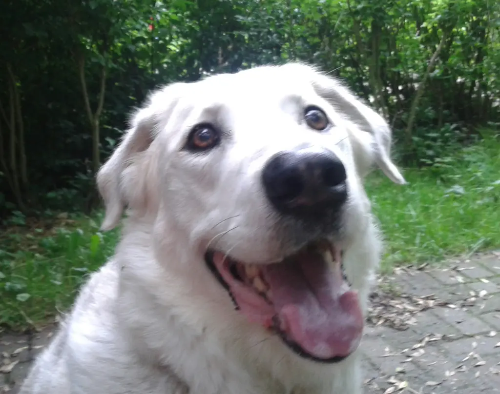 Andachtsbild von Unbekannt