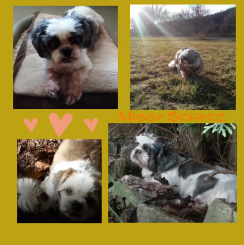 Andachtsbild von Unsere Missy