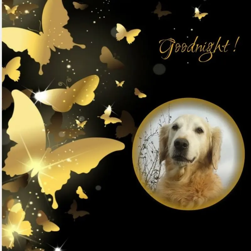 Andachtsbild von ❤️❤️❤️Gute Nacht❤️❤️❤️