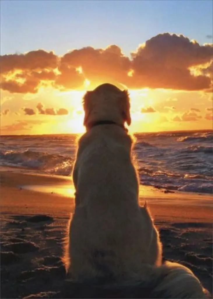 Andachtsbild von Jeannette mit Sisi und Lissy im ❤️