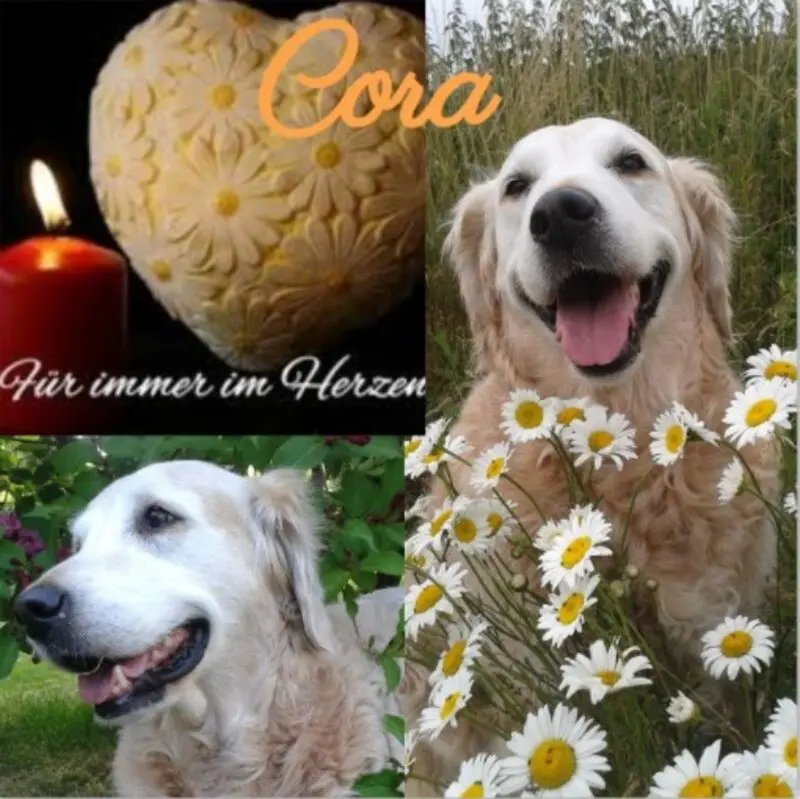 Andachtsbild von Rosen für Cora zum 3. Sternchen-Tag