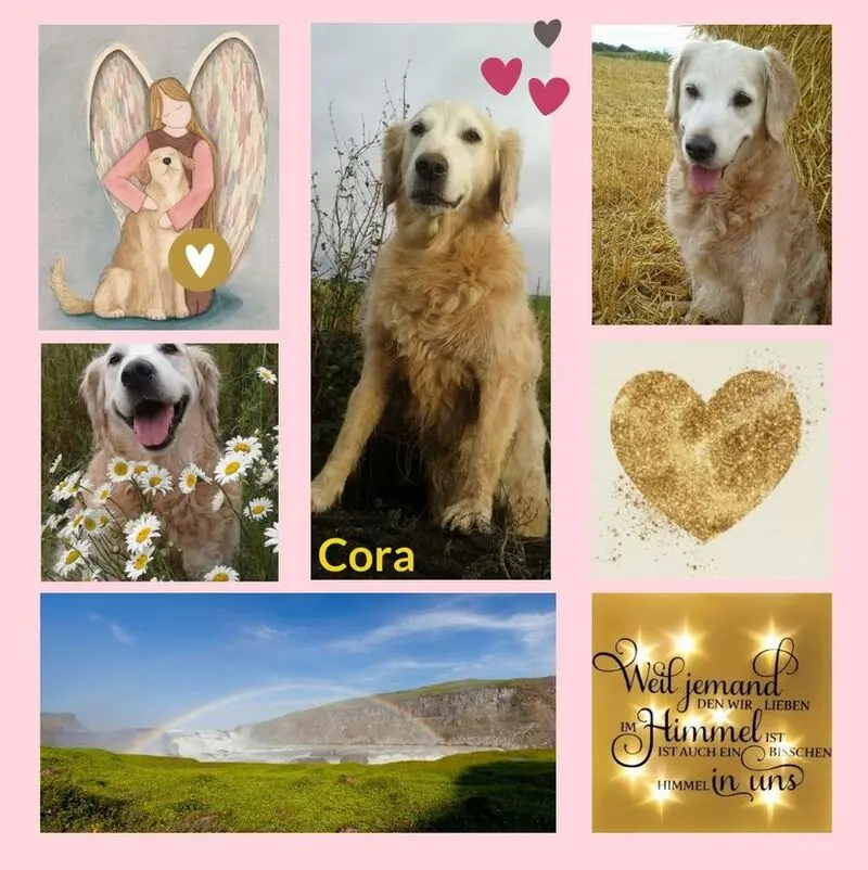 Andachtsbild von Rosen für Cora zum 3. Sternchentag