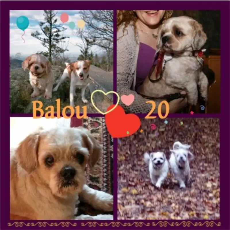 Andachtsbild von Danke von Balou