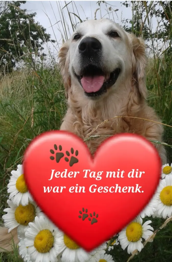 Andachtsbild von Frauchen ♥️