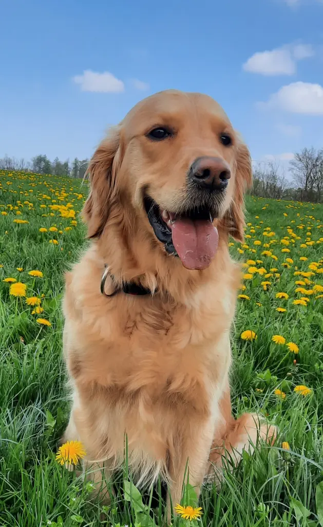 Andachtsbild von Aimy