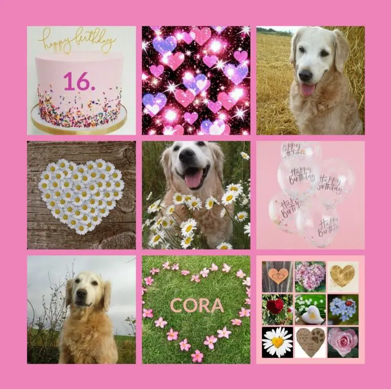 Andachtsbild von Geburtstagsrosen für Cora