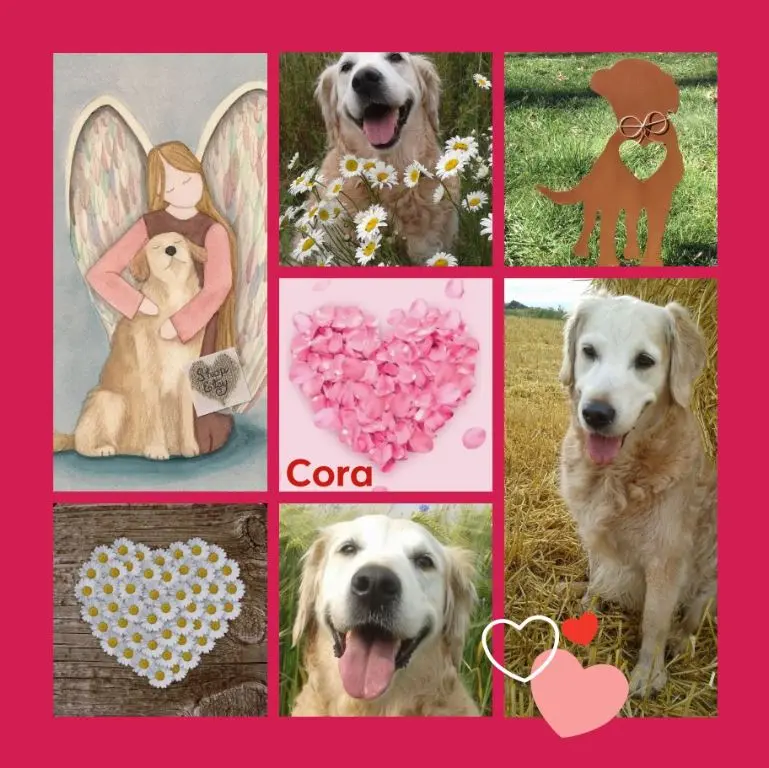 Andachtsbild von Rosen für Cora zum 4. Sternchentag