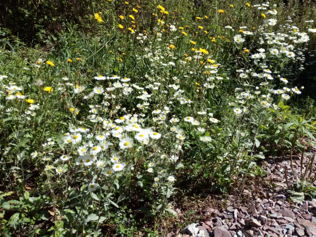 Andachtsbild von Für Cora