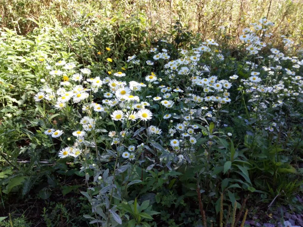 Andachtsbild von Für Cora