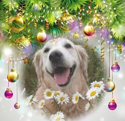 Andachtsbild von Frohe❤❤❤Weihnachten❤❤❤