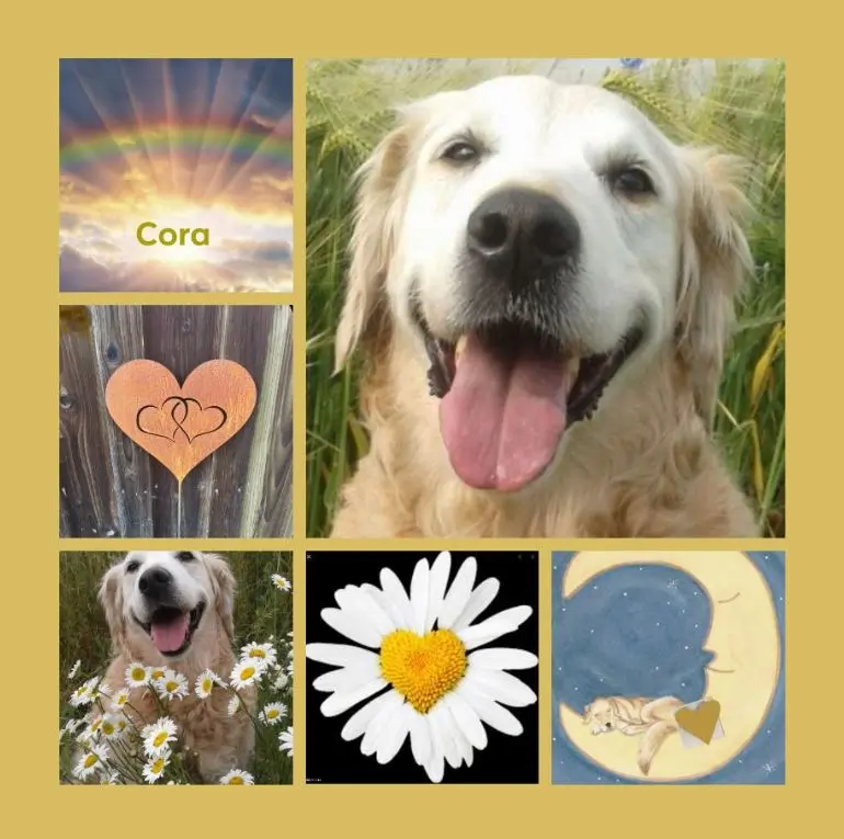 Andachtsbild von Rosen für Cora zum 5. Sternchengeburtstag