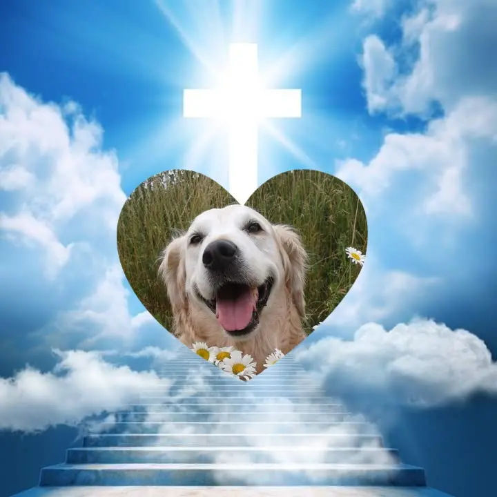 Andachtsbild von Fur Coralein❤️⭐️