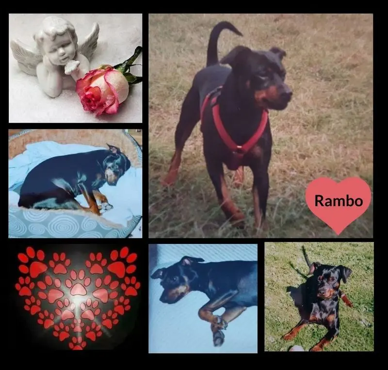 Andachtsbild von Marga mit Rambo u. Quiti im Herzen