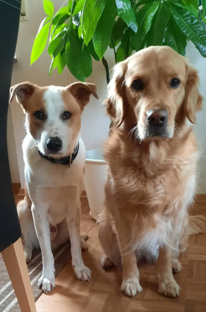 Andachtsbild von Aimy