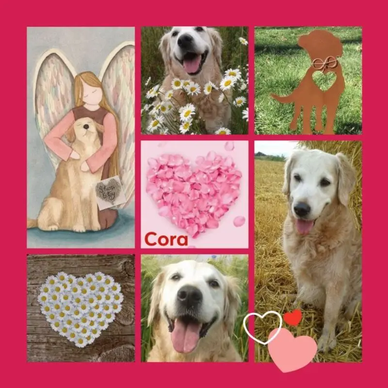 Andachtsbild von Rosen zum 6. Sternchentag für Cora