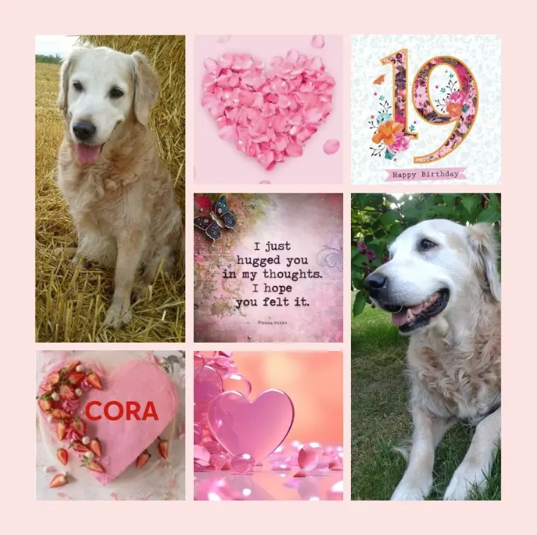 Andachtsbild von Geburtstagsrosen für Cora