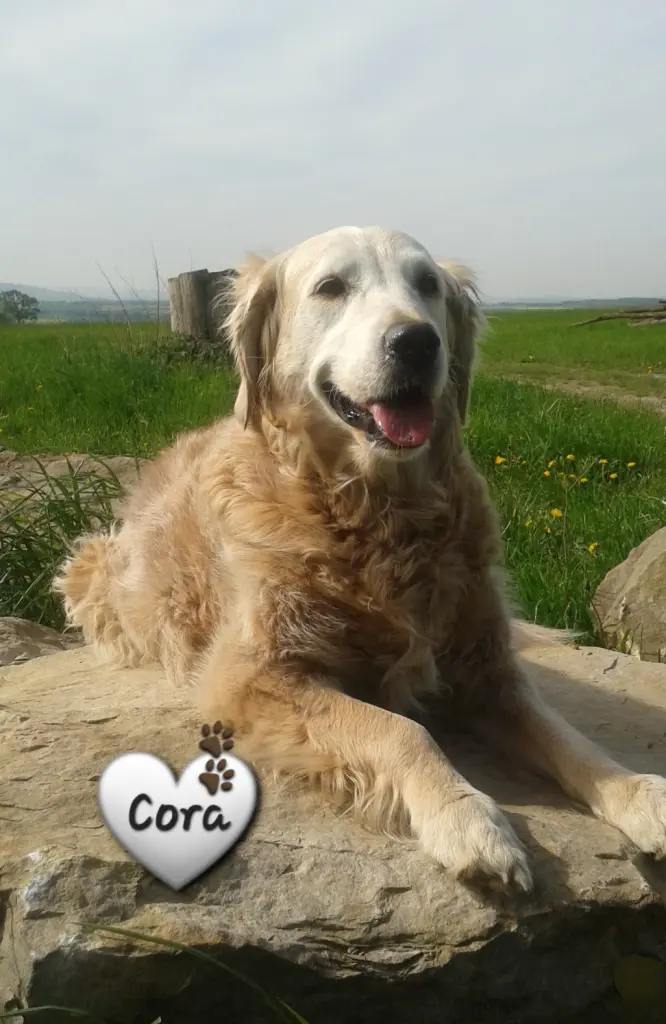 Andachtsbild von ❤️❤️❤️❤️