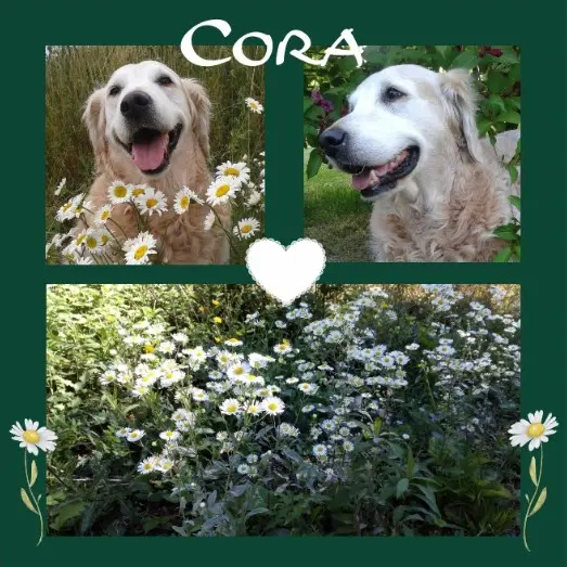 Andachtsbild von Rosen für Cora zum 7. Sternchentag