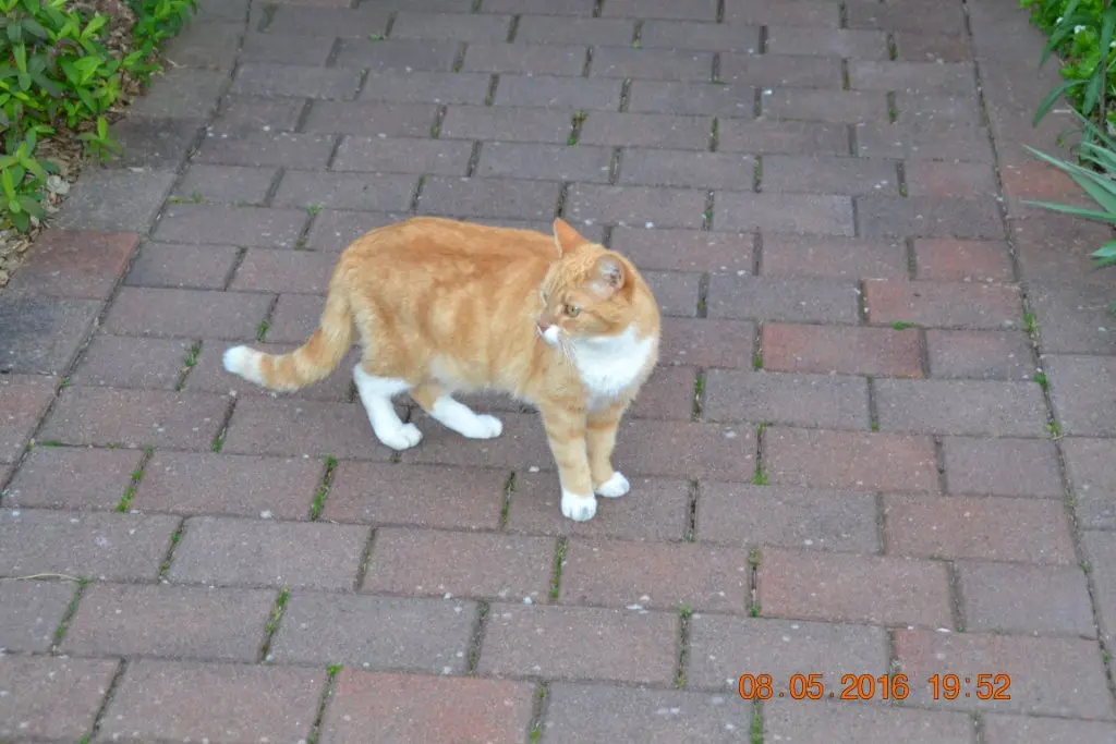 Image from Timo
