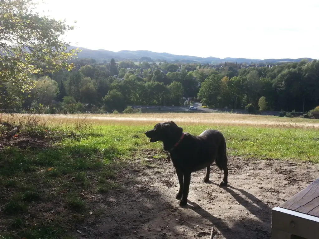 Image from Ronja